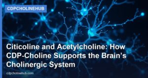 Citicoline and Acetylcholine: How CDP-Choline Supports the Brain’s Cholinergic System