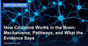 How Citicoline Works in the Brain: Mechanisms, Pathways, and What the Evidence Says